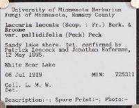 Thumbnail image of current specimen