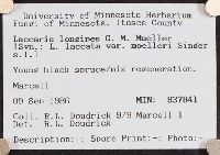 Laccaria longipes image