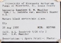 Laccaria longipes image