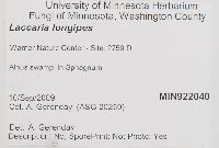 Laccaria longipes image