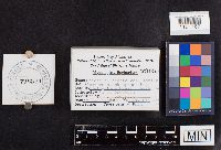 Thumbnail image of current specimen