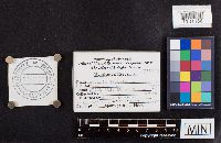 Thumbnail image of current specimen