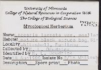 thumbnail image of current specimen