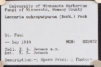 Laccaria ochropurpurea image