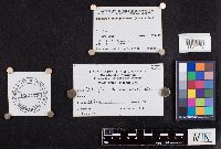Laccaria ochropurpurea image