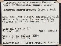 Laccaria ochropurpurea image