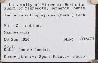 Laccaria ochropurpurea image