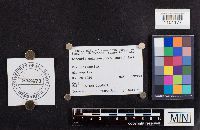 Laccaria ochropurpurea image