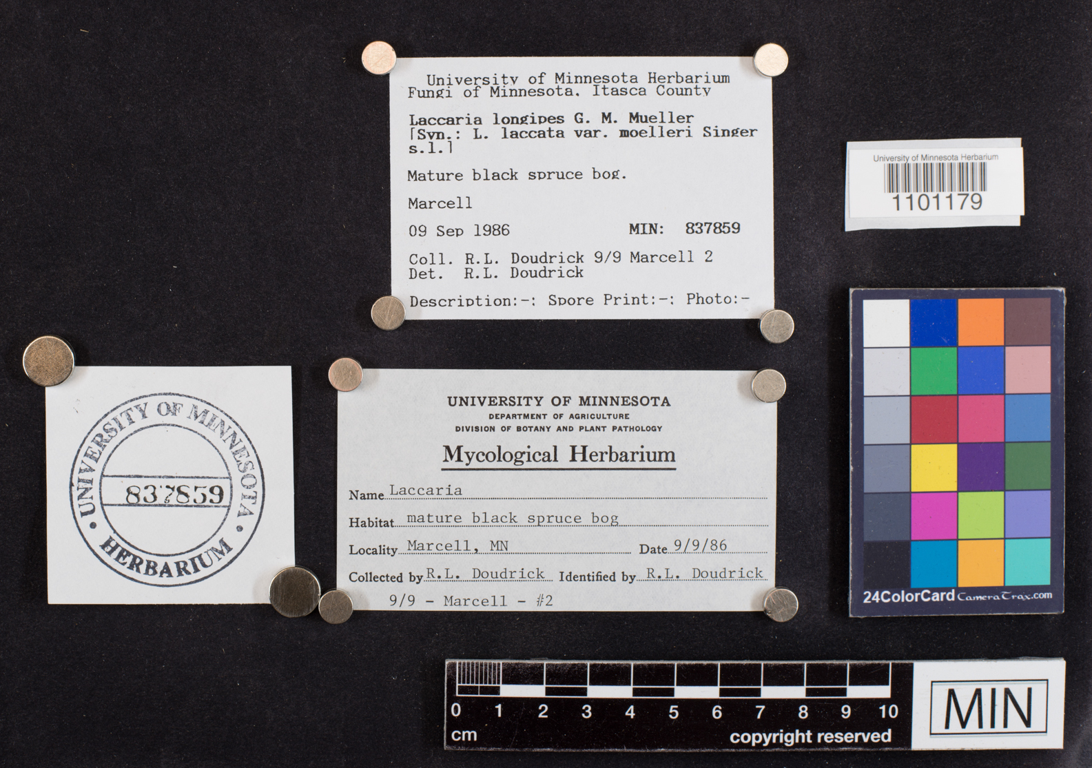 Laccaria longipes image