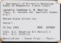 Laccaria longipes image