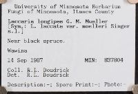 Laccaria longipes image