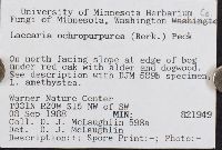 Laccaria ochropurpurea image