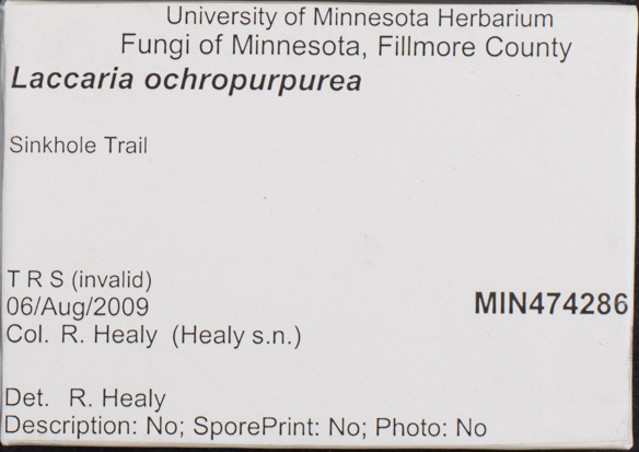 Laccaria ochropurpurea image