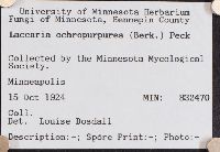 Laccaria ochropurpurea image