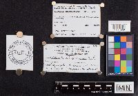 Laccaria ochropurpurea image