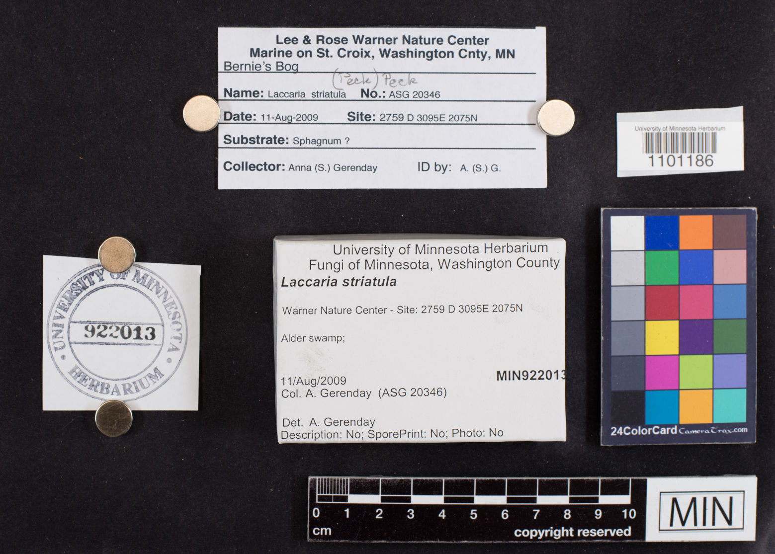 Laccaria pumila image