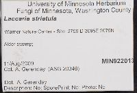 Laccaria pumila image