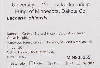 Laccaria ohiensis image