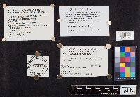 Laccaria ohiensis image