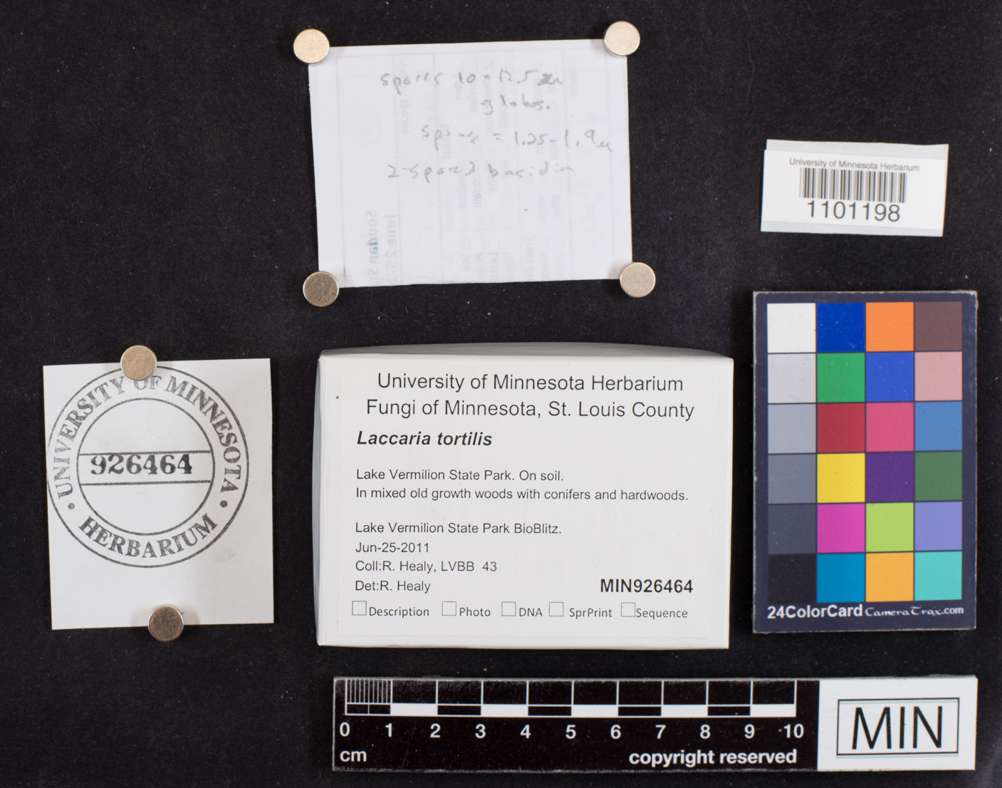 Laccaria tortilis image