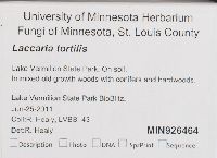 Laccaria tortilis image