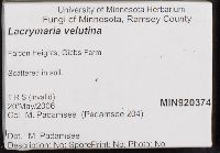 Lacrymaria lacrymabunda image