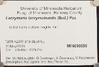 Lacrymaria lacrymabunda image