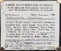 Lacrymaria lacrymabunda image