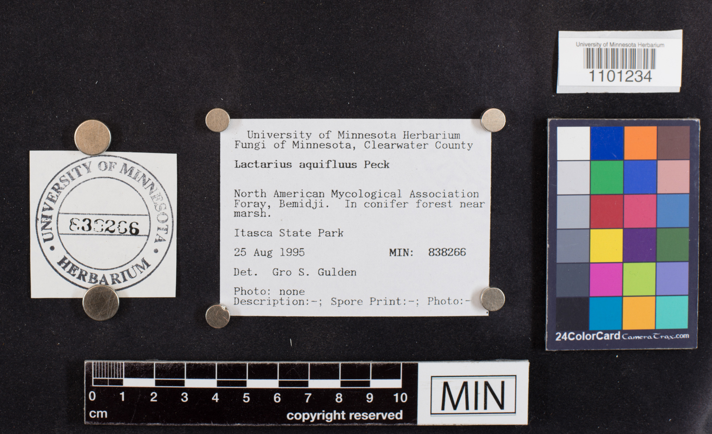 Lactarius helvus image