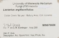 Lactarius argillaceifolius image