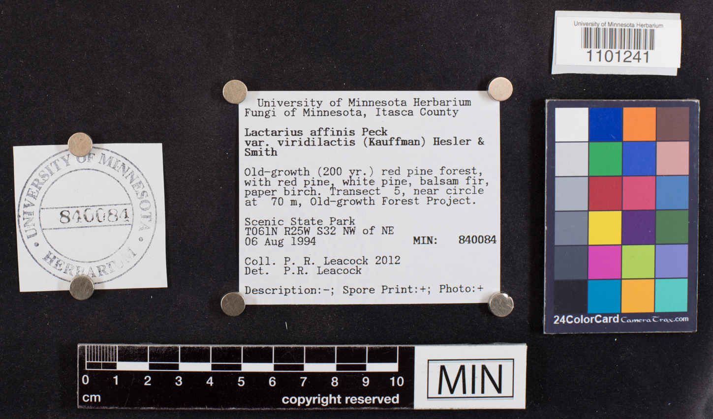 Lactarius affinis var. viridilactis image