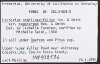 Lactarius argillaceifolius image