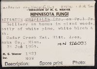 Lactarius argillaceifolius image