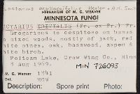 Lactarius argillaceifolius image