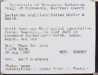 Lactarius argillaceifolius image