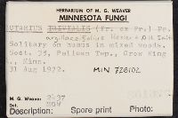 Lactarius argillaceifolius image