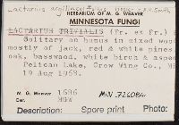 Lactarius argillaceifolius image