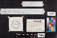 Lactarius argillaceifolius image