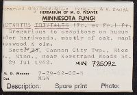 Lactarius argillaceifolius image