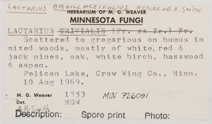 Lactarius argillaceifolius image
