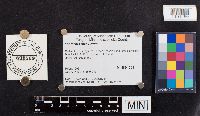 thumbnail image of current specimen
