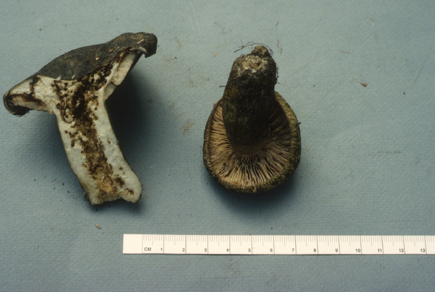 Lactarius atroviridis image