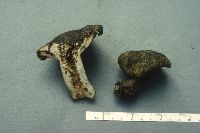 Lactarius atroviridis image