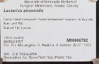 Lactarius atroviridis image