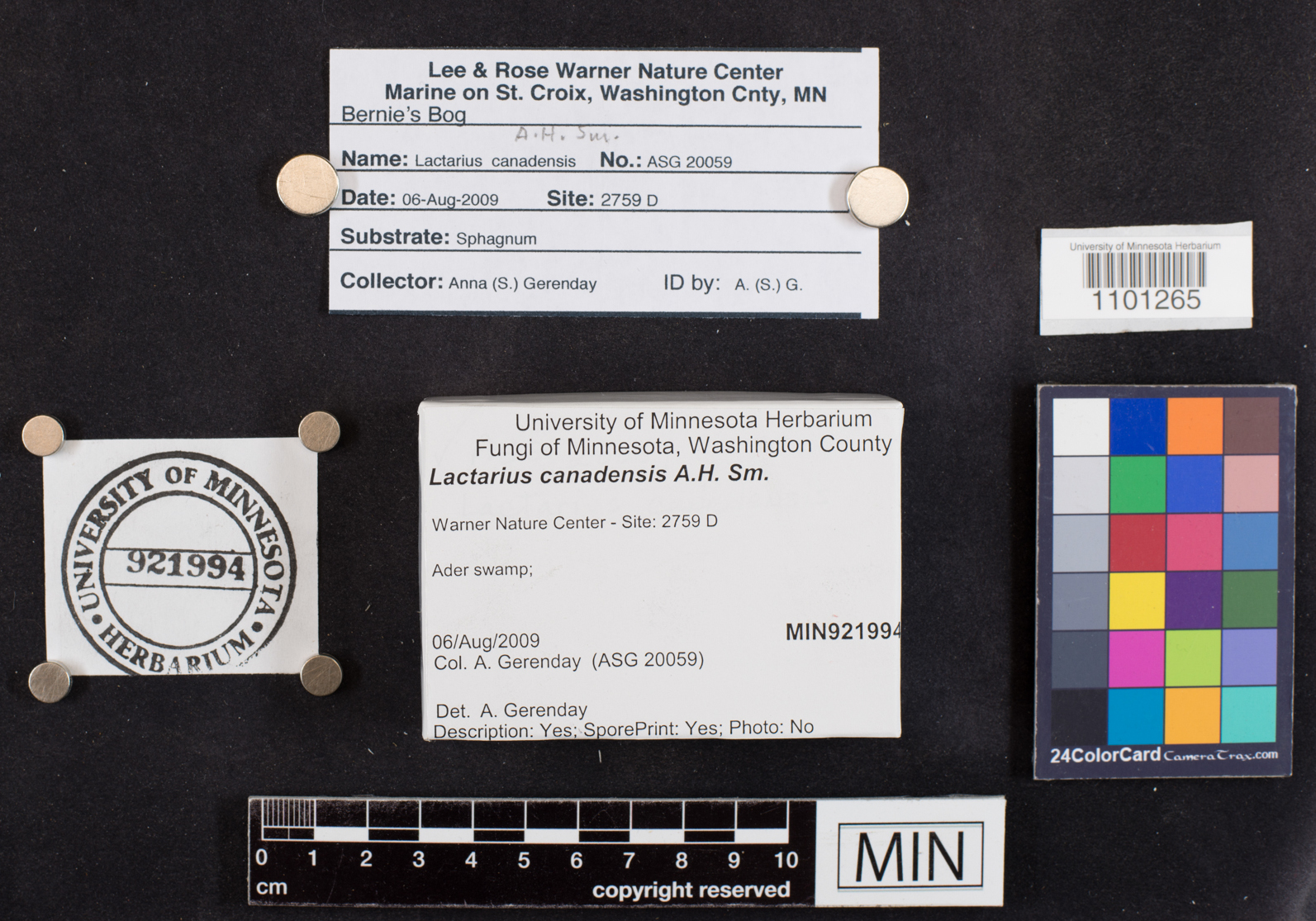 Lactarius canadensis image