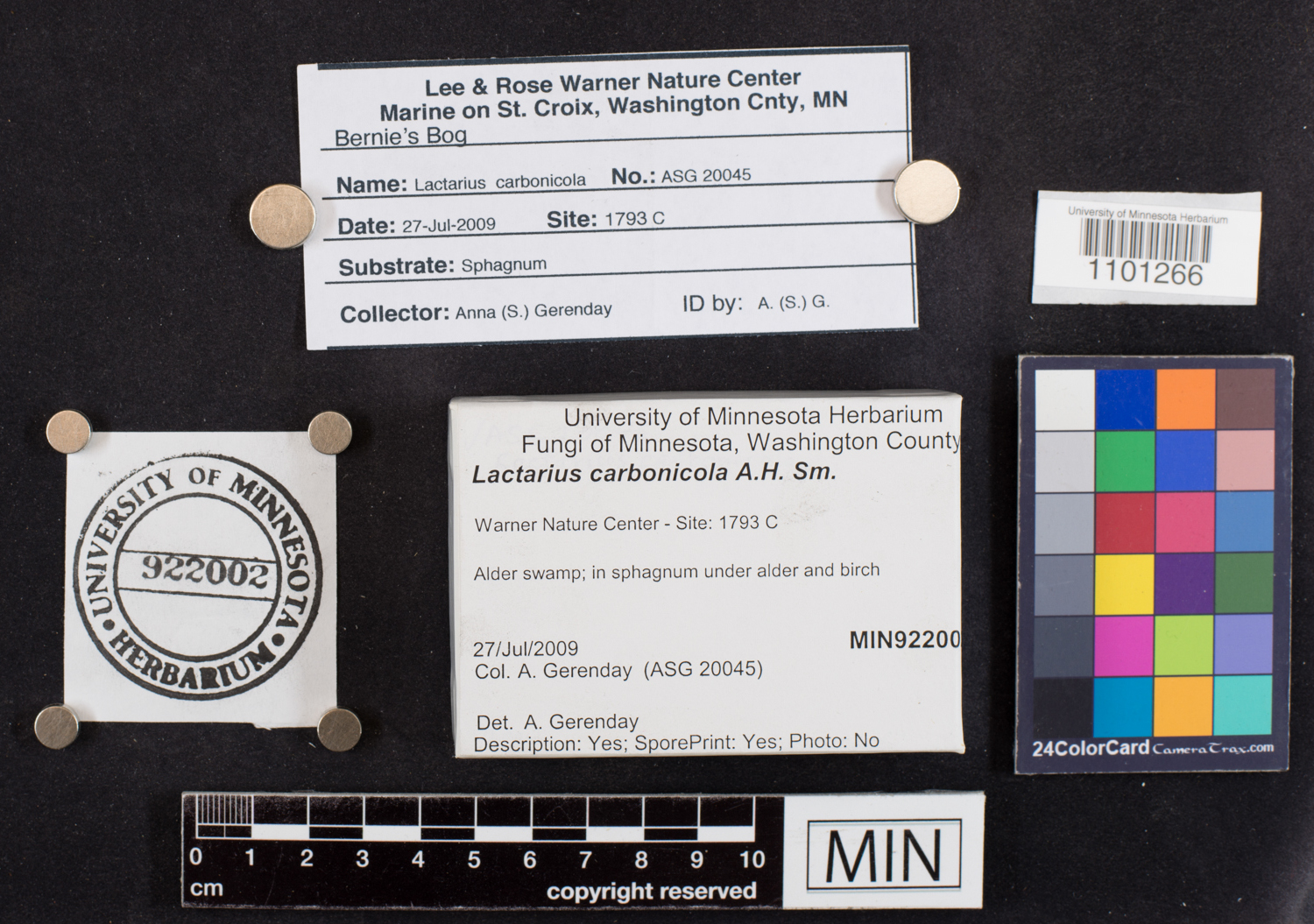 Lactarius carbonicola image