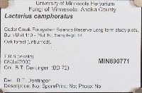 Lactarius camphoratus image