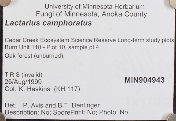 Lactarius camphoratus image