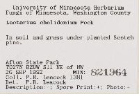 Lactarius chelidonium image