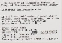 Lactarius chelidonium image